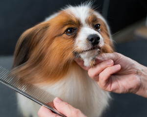The woman combs the dog. Portrait of Papillon Continental Spaniel in the grooming salon.