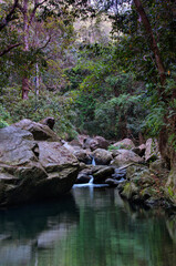 Naklejka na ściany i meble rainforest stream, Far North Queensland, Australia
