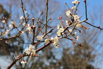 梅の花　南高