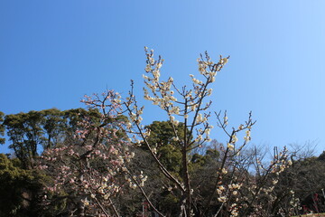 梅の花　玉牡丹と藤牡丹枝垂