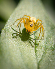 A Lynx spider casting a shadow and looking fearsome in this macro photo in a suburban garden on the Gold Coast in Queensland, Australia.