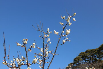 梅の花　玉牡丹