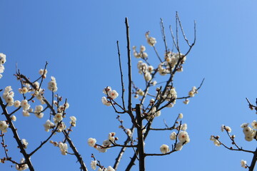 梅の花　玉牡丹