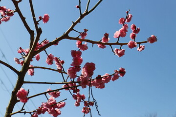 梅の花