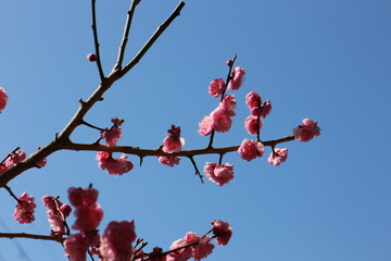 梅の花