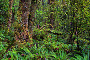 rainforest near Milford Sound, South Island, New Zealand