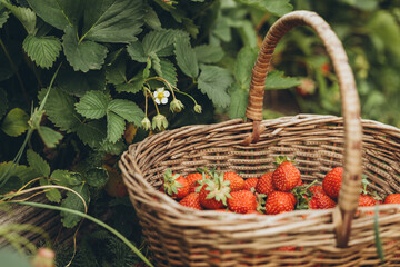 Fototapeta na wymiar Strawberries in a basket next to the bush 