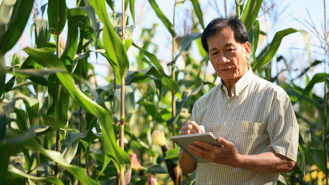 Senior farmer using digital tablet and inspecting quality control of produce corn crop in the field
