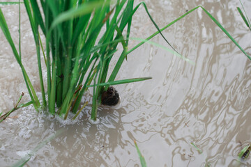 rice field snail