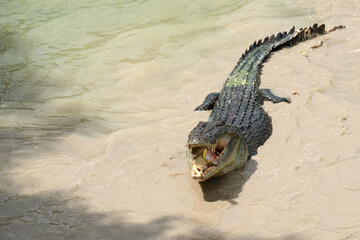 Saltwater Crocodile eating Barramundi, Australia