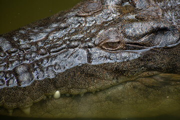 Fototapeta premium Saltwater Crocodile, Queensland, Australia