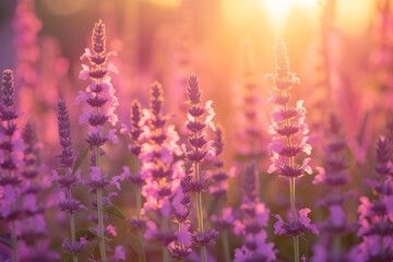 Obraz premium Clary sage field with blooming plants for essential oil and honey extraction offering a serene view during sunset