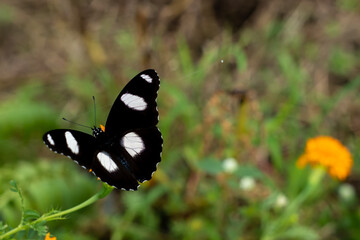 beautiful butterflies perched on plants