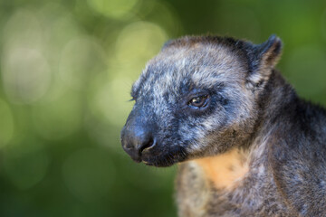 Lumholtz Tree Kangaroo, Queensland, Australia