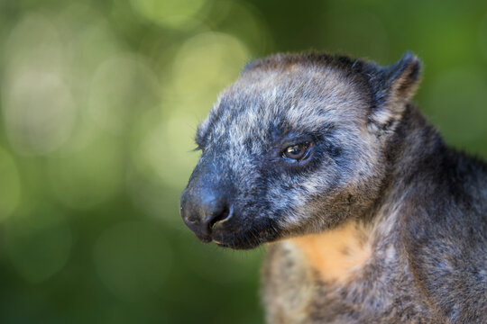 Lumholtz Tree Kangaroo, Queensland, Australia