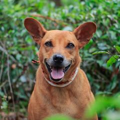 Smiling Dog Relaxing in a Sunlit Field