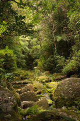 Fototapeta na wymiar Mount Lewis National Park, Julatten, Queensland, Australia