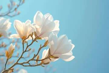 Gordijnen 2023 magnolia concept white flowers against blue sky No clouds © The Big L