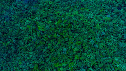 aerial view of dark green forest Abundant natural ecosystems of rainforest. Concept of nature forest preservation and reforestation	