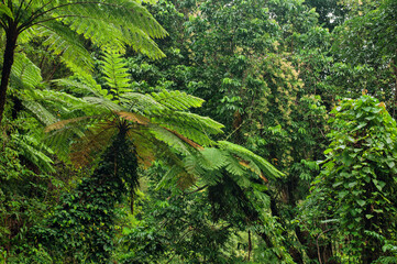 Tree Ferns, Daintree National Park, Queensland, Australia