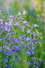 Fototapeta premium blue bell flowers