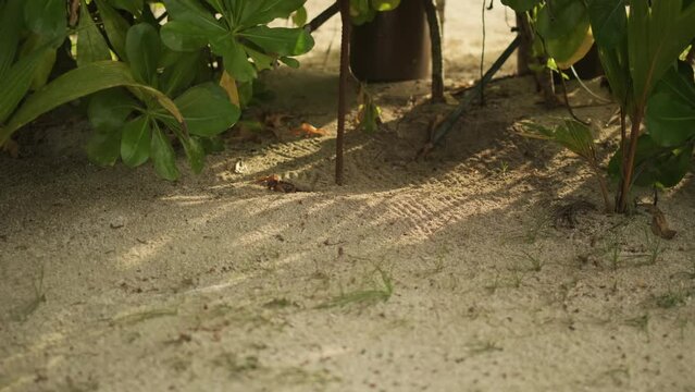 Small sea crab in the sand on the beach on the seashore among stones and grass