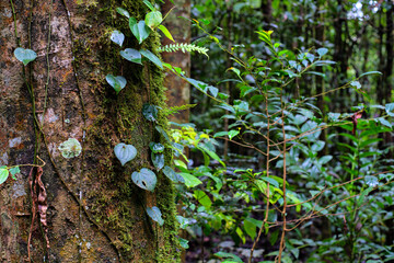 rainforest detail, Queensland, Australia