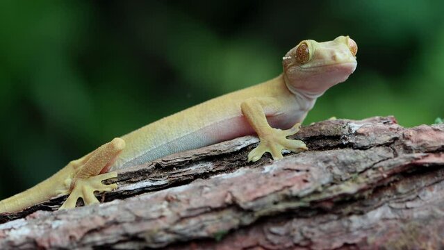 White line gecko closeup on wood, Footage white line gecko lizard looking around