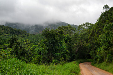 Obraz premium travelling the rainforest, Danbulla Road, Atherton Tablelands, Queensland, Australia