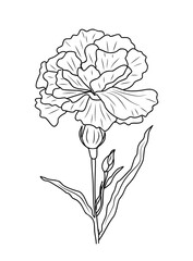 Carnation flower, plant, January birth month flower, hand drawing, sketch, outline, icon, Modern line art design for logo, tattoo, wall art, branding, packaging. Vector on transparent background.
