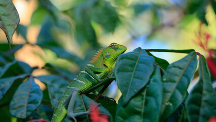 Calotes Calotes: Vibrant Reptile Perched on Tree Branch