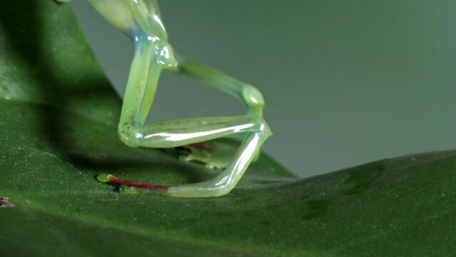 Rhacophorus dulitensis closeup on leaf, Jade tree frog closeup on green leaves, Indonesian tree frog, Footage Rhacophorus dulitensis or Jade tree frog 
