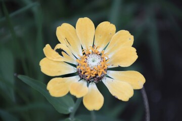 Flowers with yellow leaves and yellow crown on a background of green leaves.