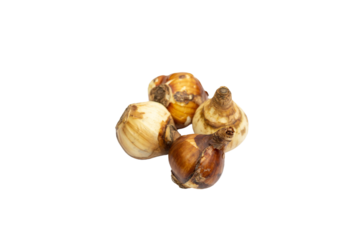 Fresh daffodil bulbs on white isolated background