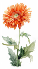 ガーベラの水彩画