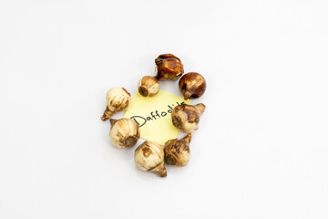 Top down view of daffodil bulbs on white isolated background