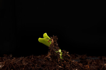 Seedlings are growing from the fertile soil. Sprouts germination, selective focus blurred green...