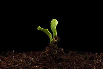 Seedlings are growing from the fertile soil. Sprouts germination, selective focus blurred green...