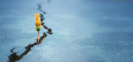Young sprout of flower growing between cracks on asphalt floor - obrazy, fototapety, plakaty