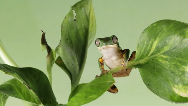 Footage Phyllomedusa hypochondrialis climbing on branch, Northern orange-legged leaf frog or tiger-legged monkey frog closeup, Male tiger-legged monkey frog  