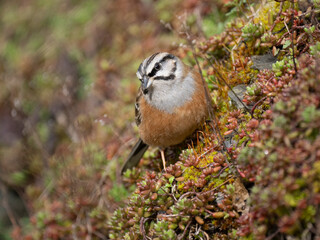 Zippammer (Emberiza cia)