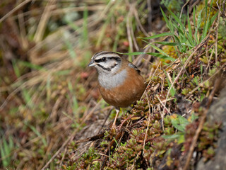 Zippammer (Emberiza cia)