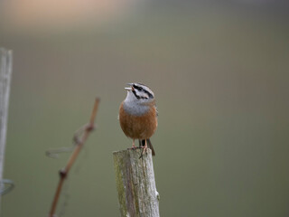 Zippammer (Emberiza cia)