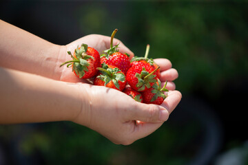 beautiful red freshly strawberries on  hand