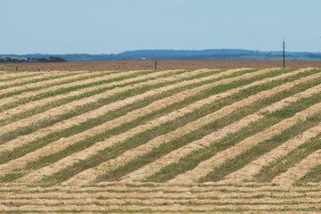 Multiple rows of crops on a field of farmland on Kangaroo Island, Australia.