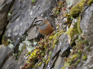 Zippammer (Emberiza cia)