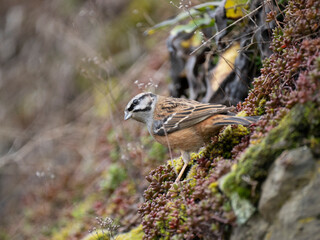 Zippammer (Emberiza cia)