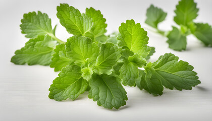 fresh mint leaves isolated with white background