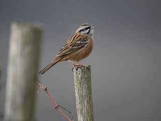 Zippammer (Emberiza cia)