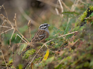 Zippammer (Emberiza cia)